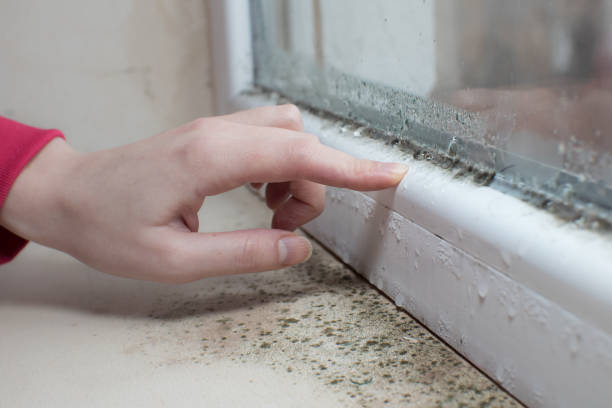 Best Mold Damage Restoration  in Stanfield, OR
